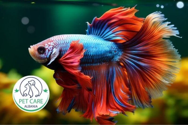 kujdes per peshq shtepije Tirane, trajtim semundjesh per peshq Tirane, ndihme per peshq tropikale Tirane, kontroll cilesi uji akuarium Tirane, semundja e peshkut white spot trajtim Tirane, antibiotike per akuarium Tirane